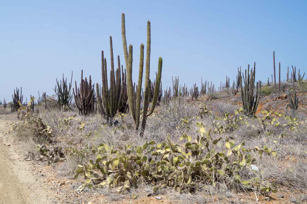 Cacti along the path, Aruba